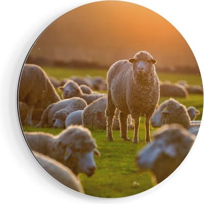 Artaza Dibond Muurcirkel Kudde Schapen bij Zonsondergang - Ø 80 cm - Groot - Wandcirkel - Rond Schilderij - Voor Binnen en Buiten
