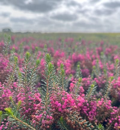 Zwerfheide Roze - 10 Stuks - Erica vagans 'Rosea' - P9.5