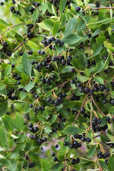 Plants Online - Tuinplanten - Heesters - Tuinplanten - Fruit - Set van 1 - Aronia melanocarpa 'Hugin' - 3 liter pot - Plant 50-60 cm
