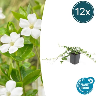Tuinplantenshop.com | Vinca minor 'Alba' | 12 stuks - Ø9cm - 10-25cm hoog - Tuinplant - Multideal