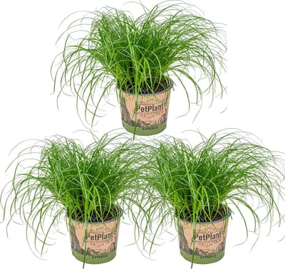 Bloomique - Set van 3 - Cyperus Zumula - Kattengras - Kamerplanten - Diervriendelijk - Hoogte 20-30 cm - Pot 12 cm
