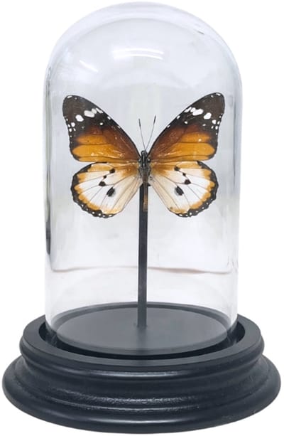 Opgezette vlinder - Danaus Chrysippus in glazen stolp 7x 12cm - Geprepareerde vlinders/ insecten Decoratie - Demuseumwinkel.com