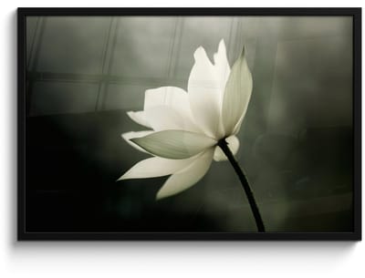 Poster in lijst - Fotolijst 90x60 cm - Posters - Wit - Lotus - Donker - Bloem - Posterlijst zwart - Decoratie - Wanddecoratie woonkamer - Muurdecoratie slaapkamer