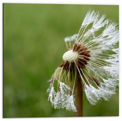 Dibond - Halve Paardenbloem - 50x50cm Foto op Aluminium (Met Ophangsysteem)