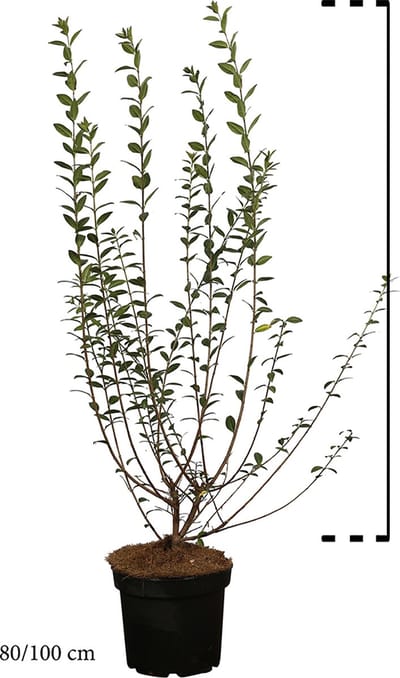 Plants Online - Haagplanten - Heesters - Wintergroene Liguster 'Atrovirens' - Pot 80-100 cm - set van 10 - Bladverliezend - Populair bij vogels - Semi-bladhoudend - Weinig onderhoud