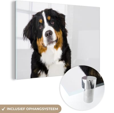 ® Glasschilderij 180x120 cm - Schilderij acrylglas - Portretfoto van een Berner Sennenhond - Foto op glas - Muurdecoratie woonkamer - Wanddecoratie slaapkamer - Schilderijen