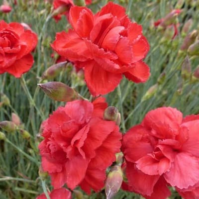 6 x Dianthus 'Heidi' - Grasanjer Pot 9x9 cm - Roze Bloeiende Tuinplant