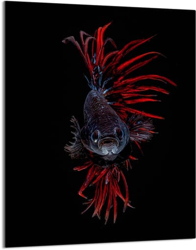 TMK ArtDeko Serie - Snijplank Glas - 40x52 cm - Motief Ryba
