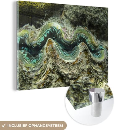 ® Glasschilderij 160x120 cm - Schilderij acrylglas - Close-up van een kleurrijke doopvontschelp bij Whitsundayeilanden - Foto op glas - Muurdecoratie woonkamer - Wanddecoratie slaapkamer - Schilderijen