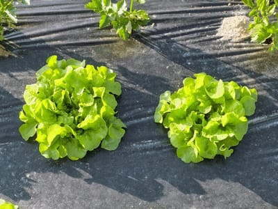 Composteerbare Mulchfolie - Tuinfolie Onkruid - Moestuin Beschermen - Binnen 3 Maanden - 1.4 x 25m