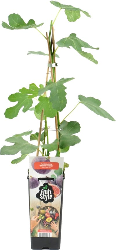 Bloomique - Ficus Carica Brown Turkey - Vijgenboom - Fruitbomen - Tuinplanten - Winterhard - Hoogte 50-70 cm - Pot 15 cm