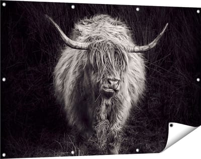 Gards Tuinposter Schotse Hooglander Koe - Zwart Wit - 120x80 cm - Tuindoek - Tuindecoratie - Wanddecoratie buiten - Tuinschilderij
