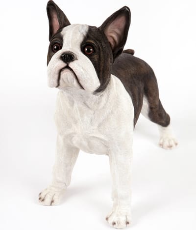 staande franse Bullterrier