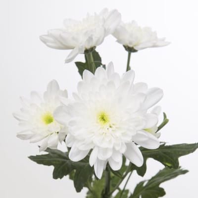10x Chrysant bonita 70cm
