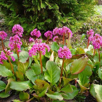 6 x Bergenia Cordifolia -   Schoenlappersplant pot 9x9cm