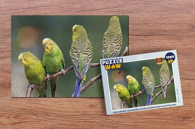 Puzzel Een groep gevangen schelpparkieten in Duitsland - Legpuzzel - Puzzel 1000 stukjes volwassenen