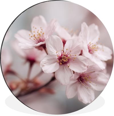 WallCircle - Wandcirkel - Muurcirkel - Bloesems - Meeldraden - Geel - Wazig - Aluminium - Dibond - 30x30 cm - Binnen en Buiten