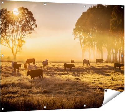 Gards Tuinposter Kudde Koeien in de Wei met Zonsopkomst - 120x90 cm - Tuindoek - Tuindecoratie - Wanddecoratie buiten - Tuinschilderij