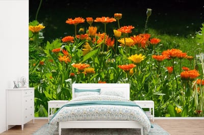 Behang - Fotobehang Veld vol met goudsbloemen - Breedte 420 cm x hoogte 280 cm