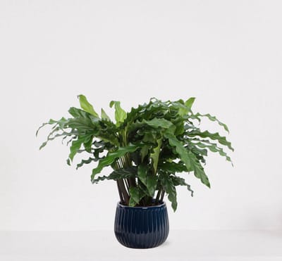 Calathea Blue Grass in sierpot Livia Donker Blauw – luchtzuiverende kamerplant – pauwenplant – living plant - 50-65cm - Ø15 – geleverd met plantenpot – vers uit de kwekerij