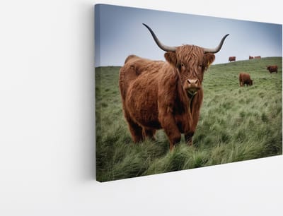 Saammp Canvas Schilderij - Schotse Hooglander Koe Familie in het gras - Dieren - Natuur - 45x30 - Foto op canvas - Wanddecoratie - muurdecoratie Woonkamer - Slaapkamer decoratie - Canvas Print