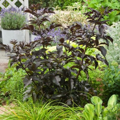 Plants Online BV - Planten - Tuinplanten - Heesters - Set van 1 - Gewone vlier 'Black Tower'
