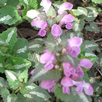 6 x Lamium Maculatum 'Roseum' - Dovenetel Pot 9x9 cm - Roze Bloeiende Schaduwplant