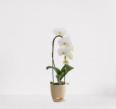 Phalaenopsis Cascade wit in sierpot Jip vanille – bloeiende witte Orchidee – kamerplant - 50-65cm - Ø13 – grootbloemig - geleverd met plantenpot – vers uit de kwekerij