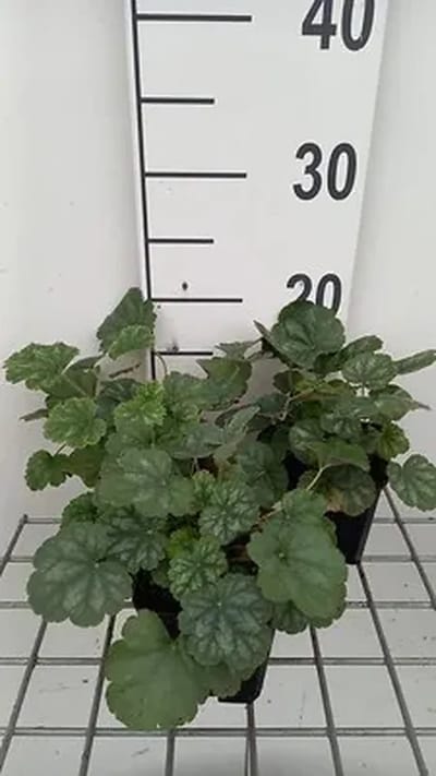 6x Purperklokje - Heuchera sang. 'Ruby Bells' | 9x9 cm pot