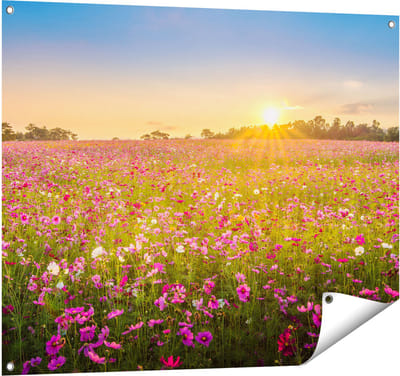 Gards Tuinposter Bloemenveld met Roze Kosmos - 100x80 cm - Tuindoek - Tuindecoratie - Wanddecoratie buiten - Tuinschilderij