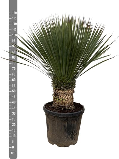 Blue Beaked Yucca buiten, ca. 80 cm hoog, woestijnsfeer