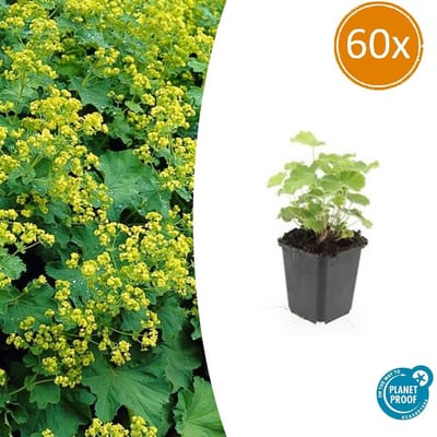 Tuinplantenshop.com | Alchemilla mollis | 60 stuks - Ø9cm - 10-25cm hoog - Tuinplant
