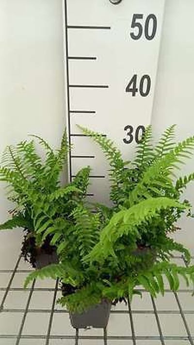 6x Zwaardvaren - Polystichum munitum | 9x9 cm pot