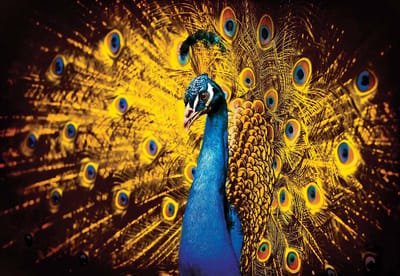 Fotobehang Peacock Bird Gold Feathers | XL - 208cm x 146cm | 130g/m2 Vlies