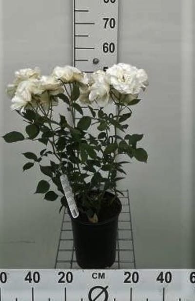 Rosa 'Witte Tros' - Roos in pot