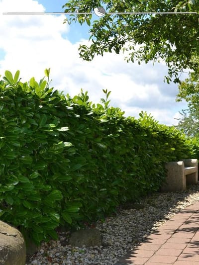 Laurier Prunus Rotundifolia 120-140 cm, 12x Haagplant