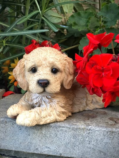 Puppy liggend Labradoodle 11 cm hoog - polyester - polyresin - polystone - hoogkwalitatieve kunststof - decoratiefiguur - interieur - accessoire - voor binnen en buiten - cadeau - geschenk - tuinfiguur - tuinbeeldje - tuindecoratie