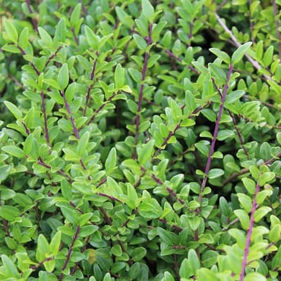 24 x Kamperfoelie 'Hohenheimer Findling' - Lonicera nitida 'Hohenheimer Findling' pot 9x9cm, voor 3m² : Een groenblijvende heester met ivoorwitte bloemen en donkergroene bladeren.