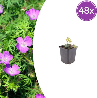 Tuinplantenshop.com | Geranium sanguineum | 48 stuks - Ø9cm - 10-25cm hoog - Tuinplant
