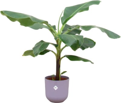 Combi deal - Bananenplant (Musa) inclusief elho Jazz Round lila Ø23 - 100 cm