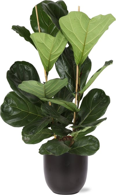 Green Harmony | Ficus Lyrata - Ø24cm - 120cm in Boule ANTRACIET pot