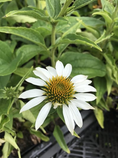 6 x Echinacea purpurea 'White Swan' - Zonnehoed - P9 Pot (9 x 9cm) - Dima Vaste Planten
