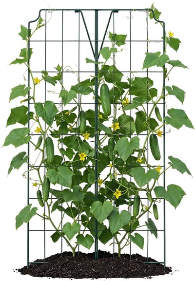 Bellissa Plantenklimrek - Stevige Plantensteun - Voor Groente en Komkommers - Verzinkt Frame - 121 x 77 cm