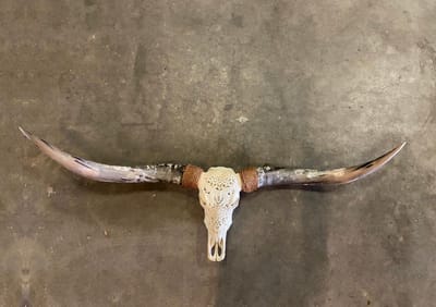 Longhoorn skull uit Bali - Longhoorn - Skull - Longhorn - Buffalo - Buffelschedel - Ibiza Skull - Muurdecoratie - Wanddecoratie - Bali - Wit - 150 cm