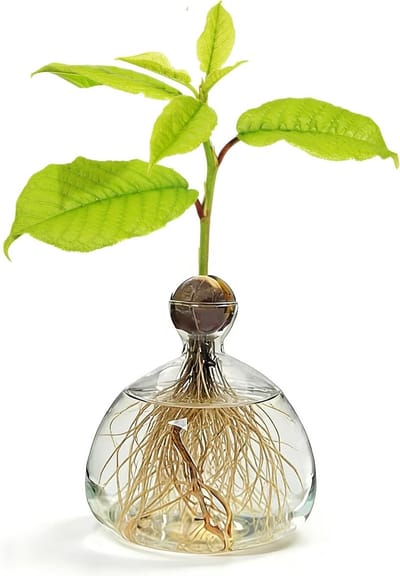 Transparante Avocado Vaas voor Avocado's en Kastanjes - Decoratieve Bloemenvazen voor Thuis en Woonkamer, Perfecte Accessoires voor Huisdecoratie en Groene Planten