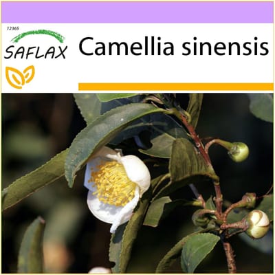 SAFLAX - Theeplant - 6 zaden - Camellia sinensis
