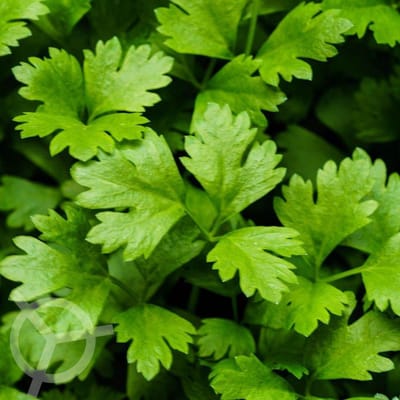 Snijselderij zaden (Apium graveolens var. secalinum) 0.1 g