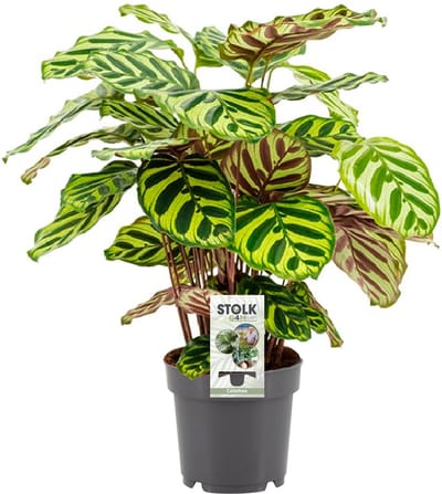 Plantenboetiek.nl | Calathea Makoyana - Ø14cm - 35-45cm hoog - Kamerplant - Groenblijvend