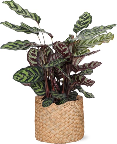 Pauwenplant in Albury natuurlijke mand - (Calathea Makoyana) Ø21cm - 70cm