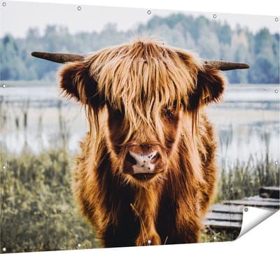 Gards Tuinposter Schotse Hooglander Koeienkop bij een Meer - 160x120 cm - Tuindoek - Tuindecoratie - Wanddecoratie buiten - Tuinschilderij